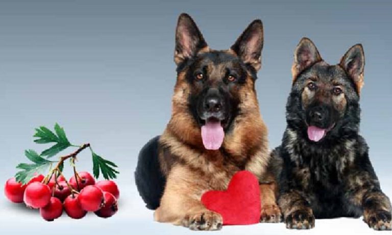 Can Dogs Eat Hawthorn Berries?
