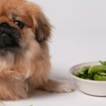 Can Dogs Eat Mange Tout?