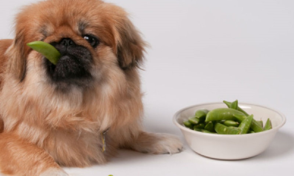 Can Dogs Eat Mange Tout?