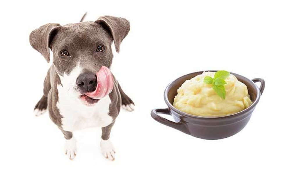 Can Dogs Eat Mash?