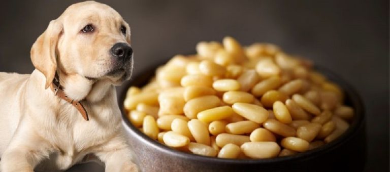 Can Dogs Eat Pine Nuts?