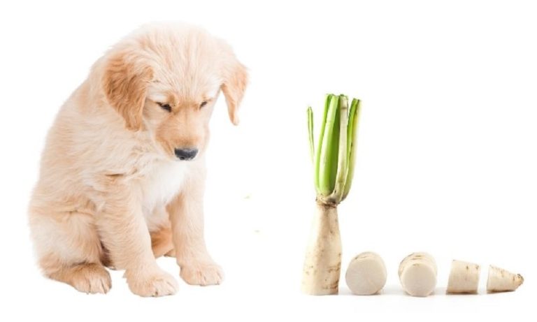 Can Dogs Eat Radish?