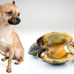 Can Dogs Eat Shellfish?