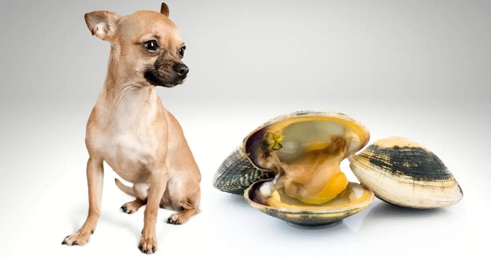 Can Dogs Eat Shellfish?