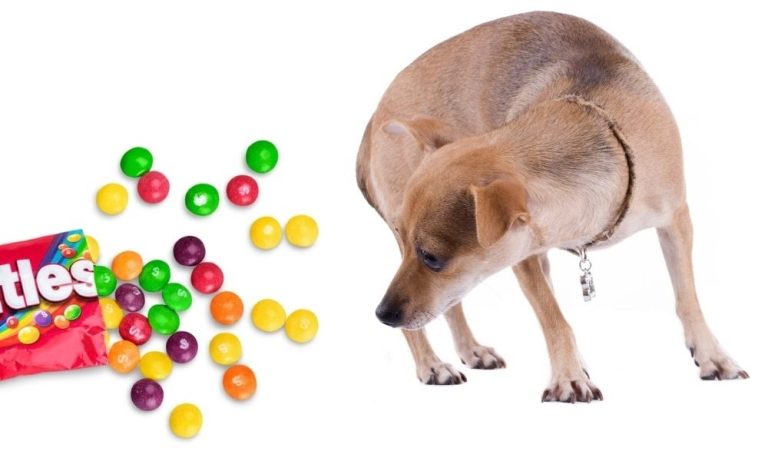 Can Dogs Eat Skittles?