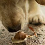 Can Dogs Eat Snails?