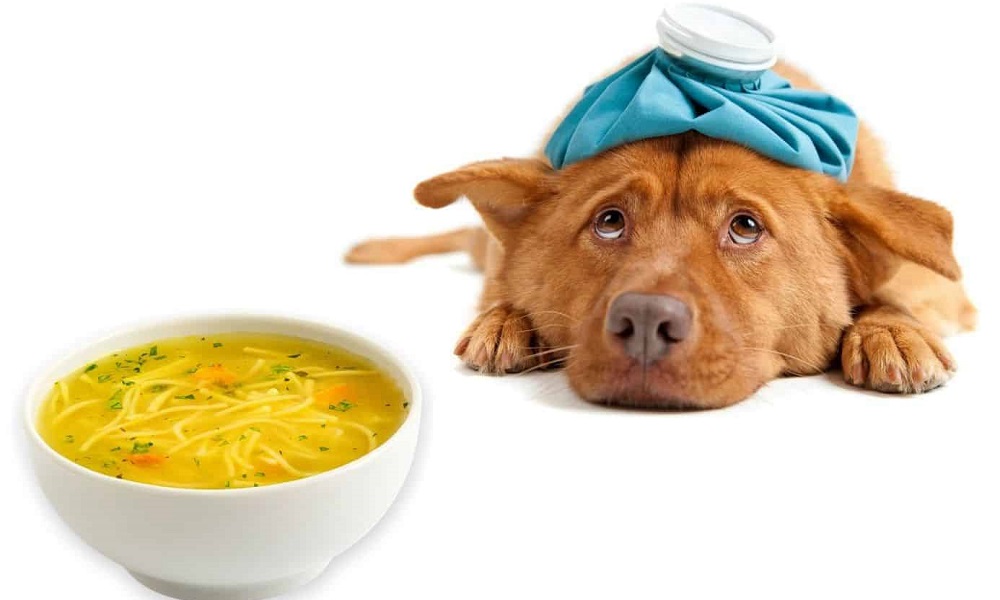 Can Dogs Eat Soup?