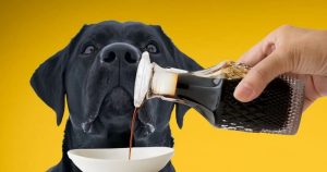 Can Dogs Eat Soy Sauce? – Pet Guide Reviews