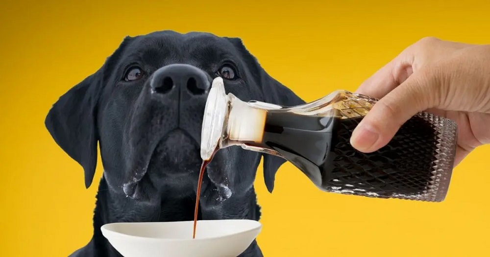 Can Dogs Eat Soya Sauce?