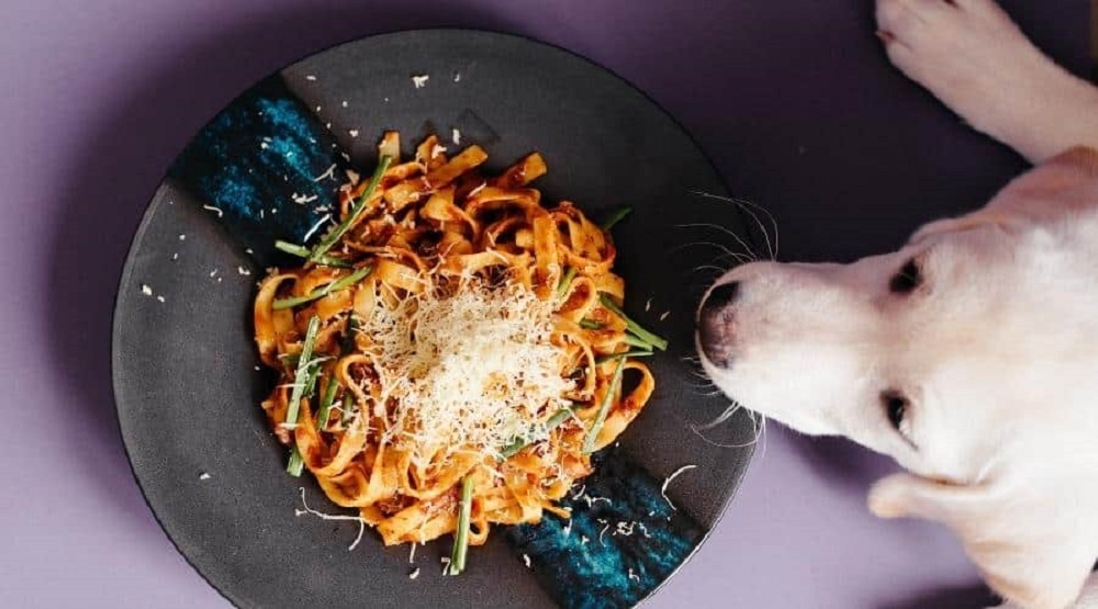 Can Dogs Eat Spaghetti?