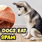 Can Dogs Eat Spam?