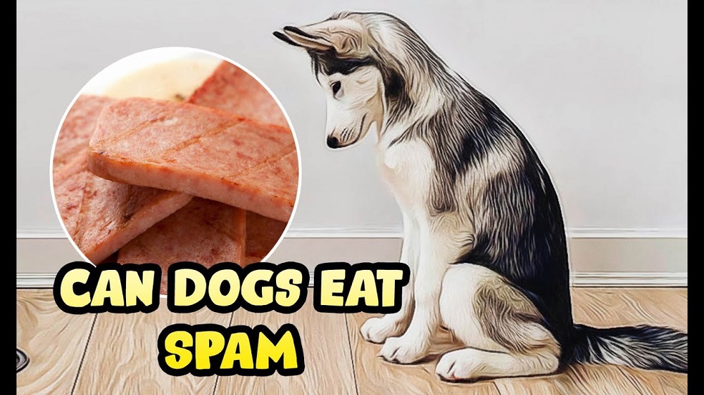 Can Dogs Eat Spam?