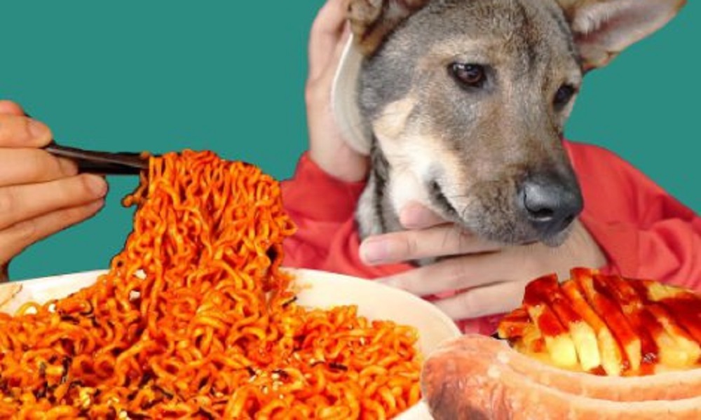 Can Dogs Eat Spicy Food?