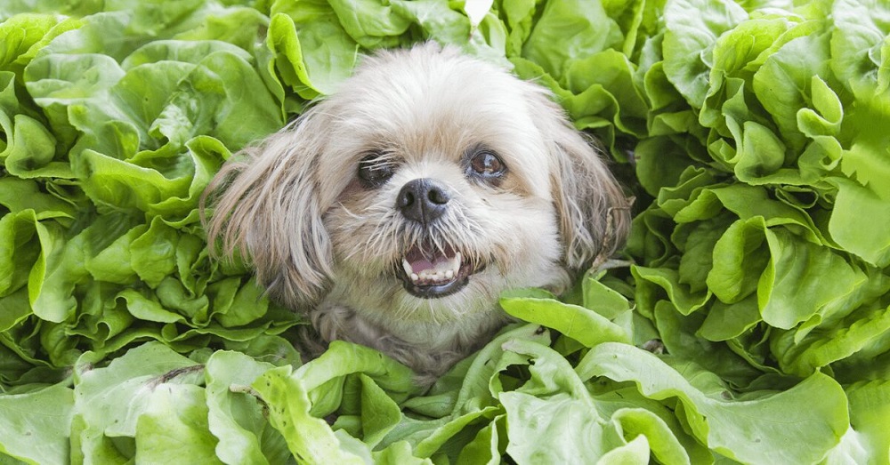Can Dogs Eat Spinach Leaves?