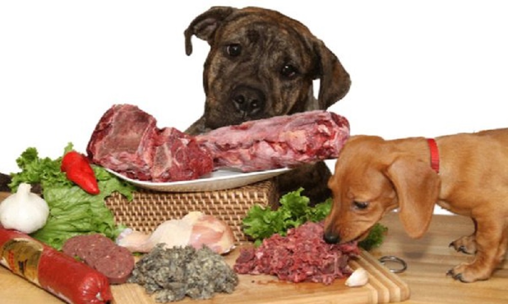 Can Dogs Eat Steak Fat?