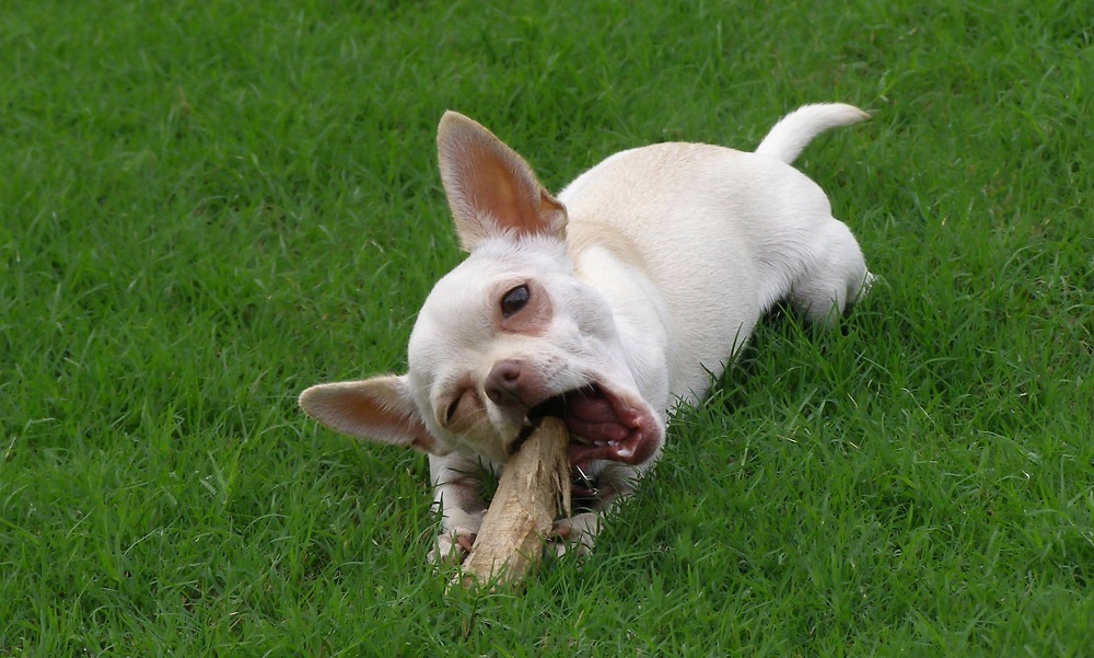 Can Dogs Eat Sticks?