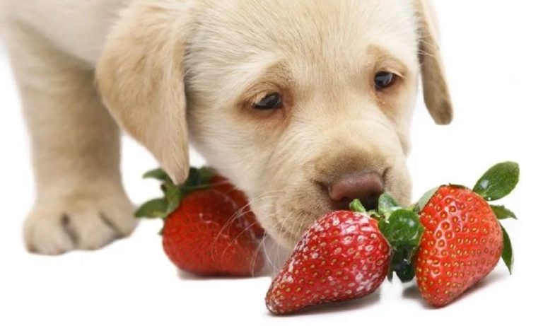 Can Dogs Eat Strawberry Tops?