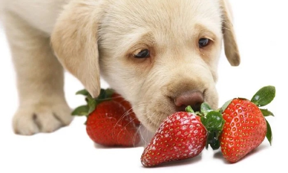 Можно собакам картошку. Собака в ягодах. Фруктовая собачка. Собака с клубникой. Витамины для собак.