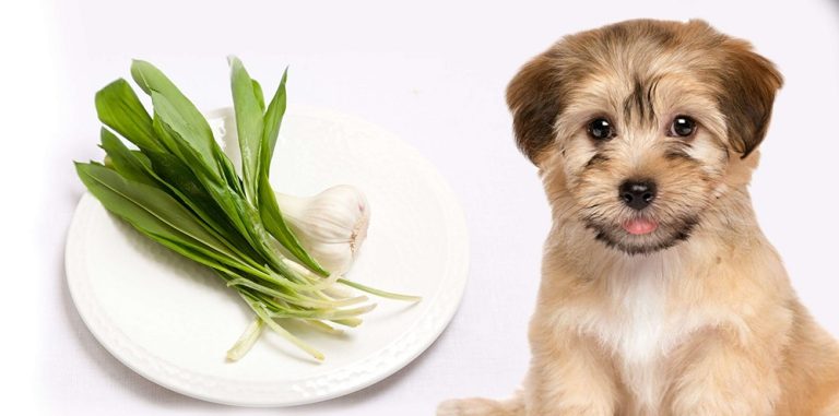 Can Dogs Eat Wild Garlic?