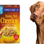 Can a Dog Eat Honey Nut Cheerios?