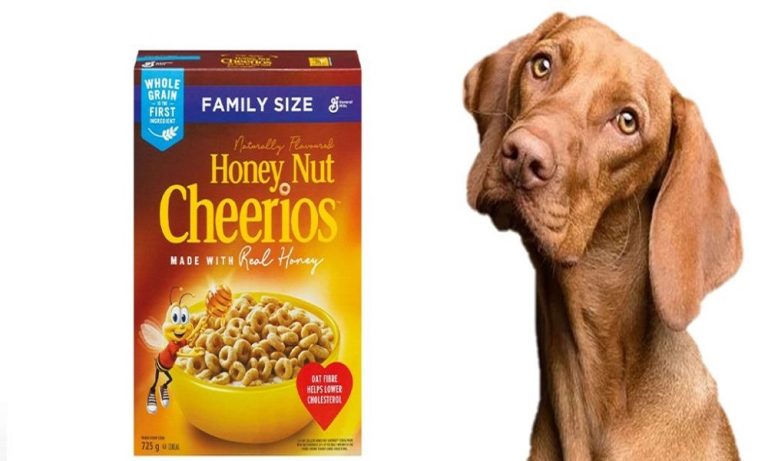 Can a Dog Eat Honey Nut Cheerios?