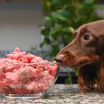 Can a Dog Eat Raw Ground Beef?
