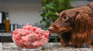 Can a Dog Eat Raw Ground Beef?
