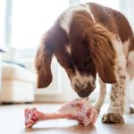 Can a Dog Have a Cooked Steak Bone?