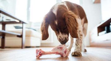Can a Dog Have a Cooked Steak Bone?