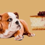 Can a Dog Eat Cheesecake?