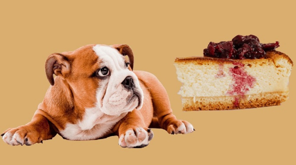Can a Dog Eat Cheesecake?