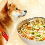 Can a Dog Eat Chicken Noodle Soup?