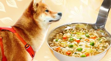 Can a Dog Eat Chicken Noodle Soup?
