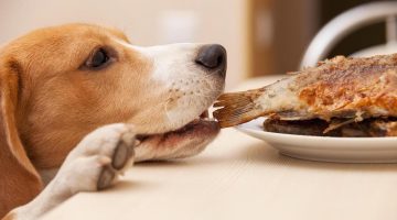 Do Dogs Eat Fish?