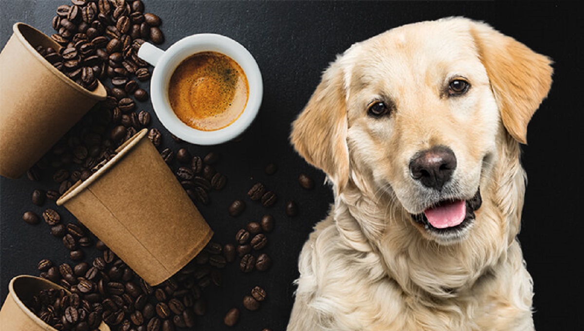Can Dogs Drink Coffee Creamer