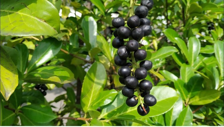 Are Laurel Berries Poisonous to Dogs?