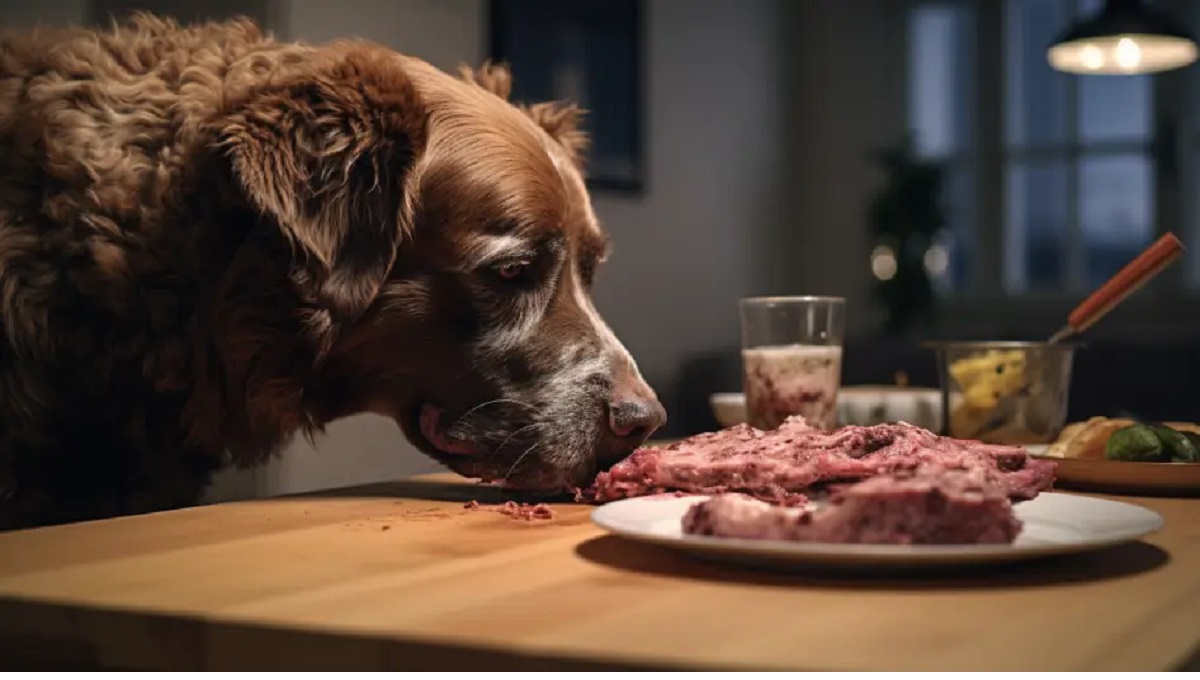 Can Dogs Eat Out of Date Meat