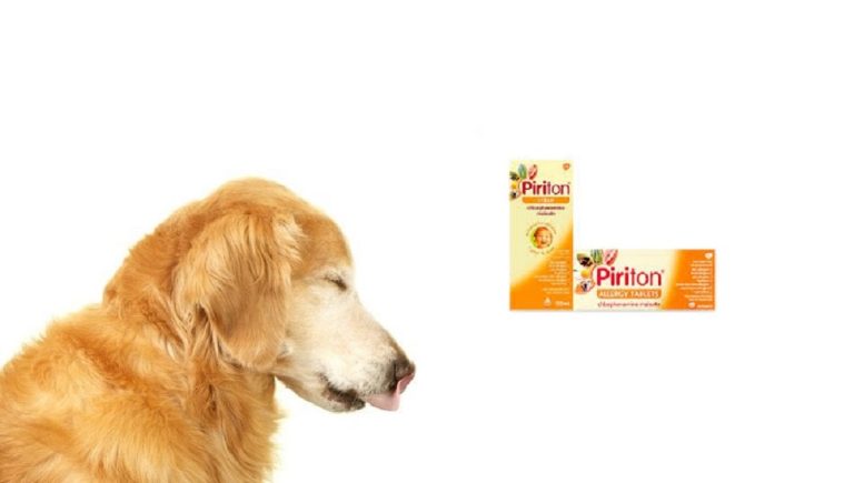 Can I Give Piriteze to My Dog?