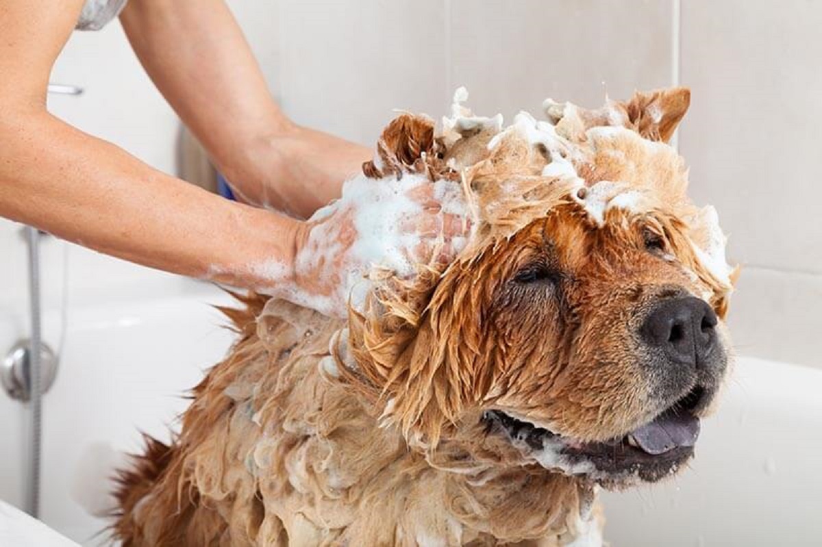 Can I Use Fairy Liquid to Wash My Dog