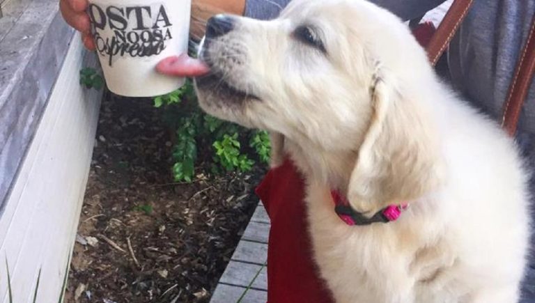 Is Costa Coffee Dog Friendly?