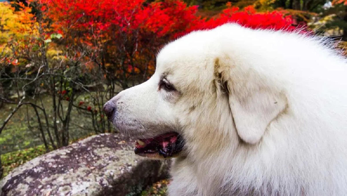 Are Acers Poisonous to Dogs