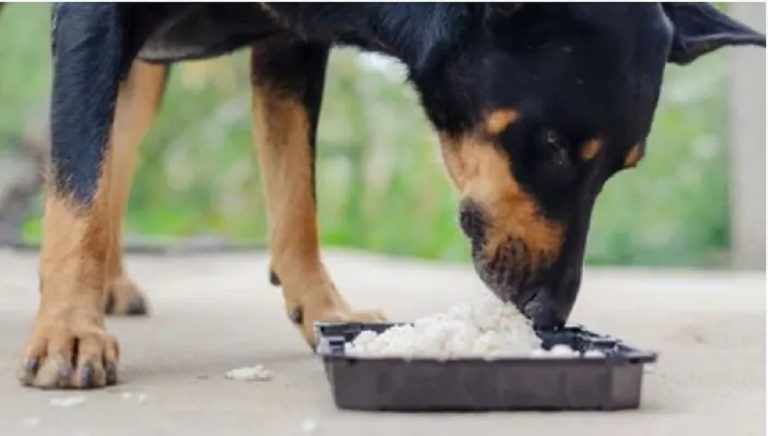 Can Dogs Eat Microwave Rice?