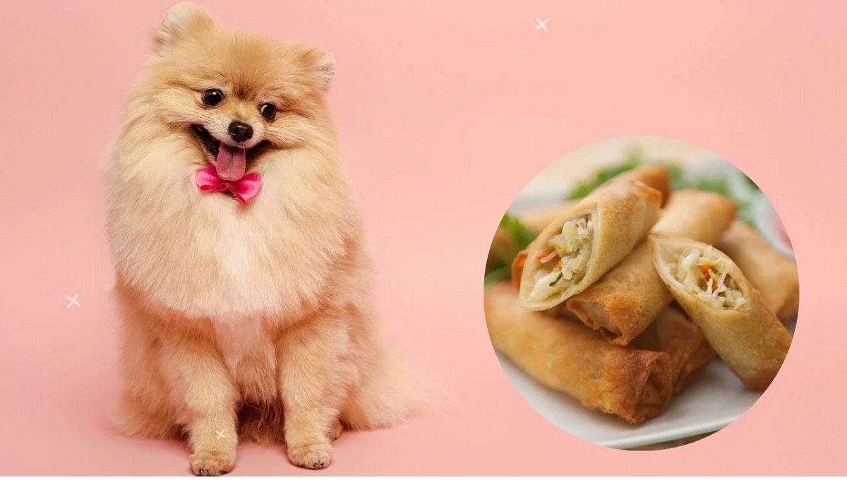 Can Dogs Eat Spring Rolls