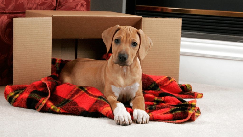 Do Dogs Calm Down After First Heat? Pet Guide Reviews