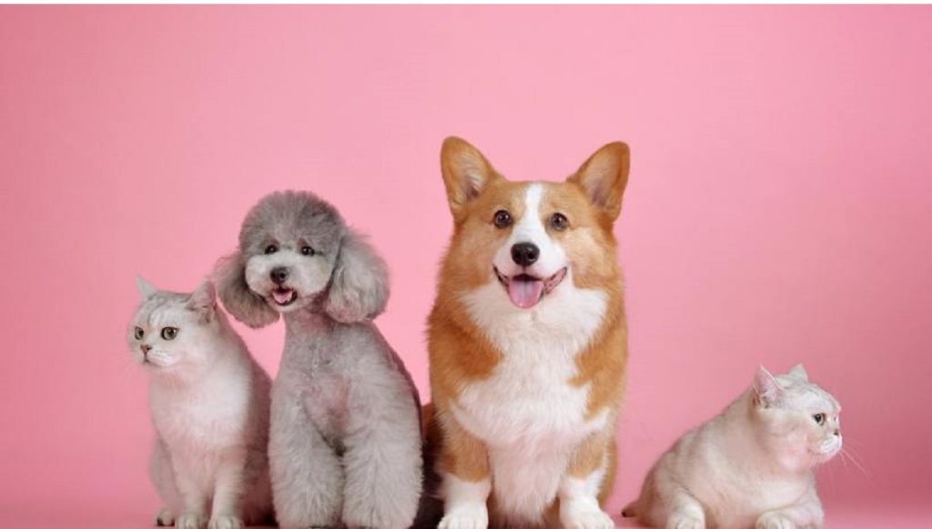 Are Febreze Plug Ins Safe for Dogs? Pet Guide Reviews