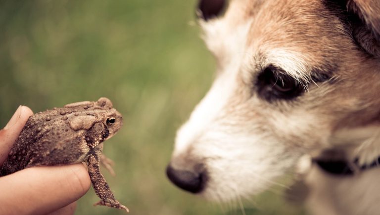 Are Frogs Poisonous to Dogs?