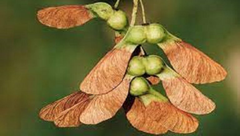 Are Sycamore Seeds Poisonous to Dogs?