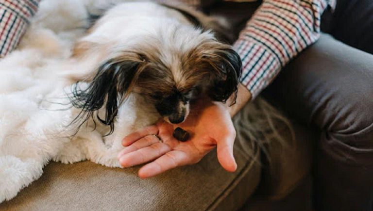 Can a Dog Overdose on Calming Chews?