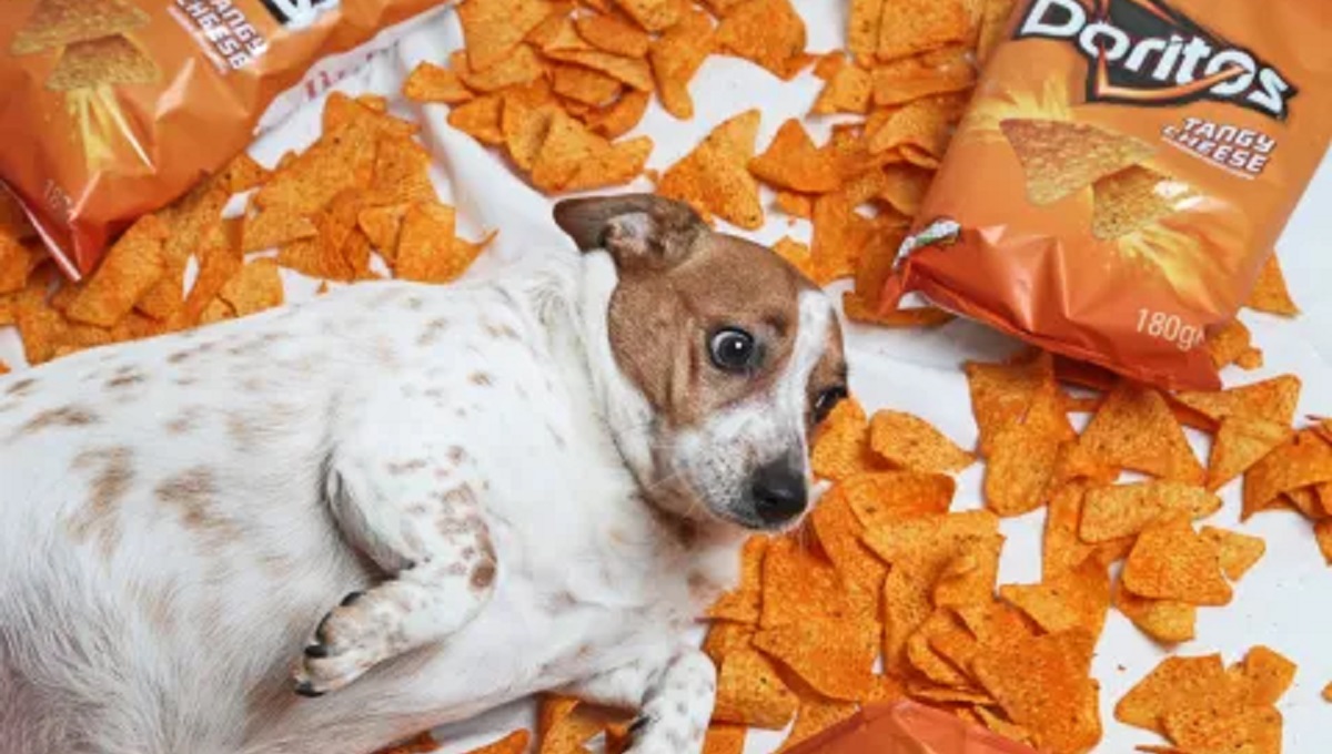 Can Dogs Eat Mini Cheddars