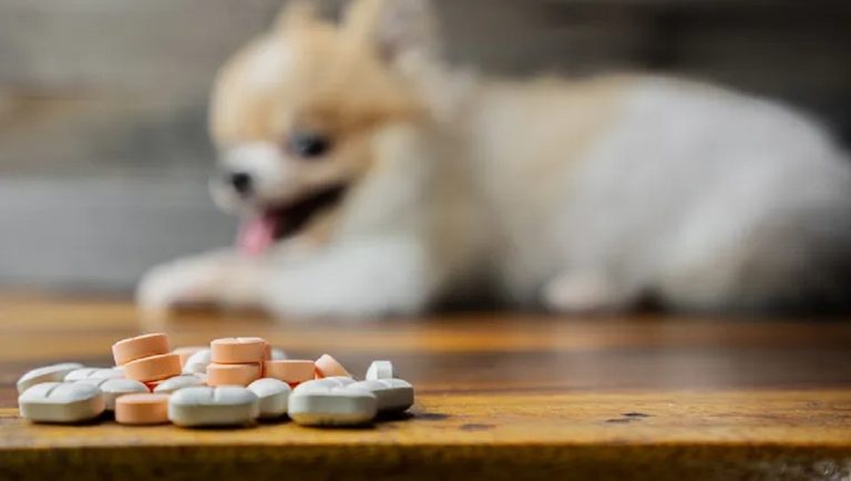Can Dogs Have Human Paracetamol?